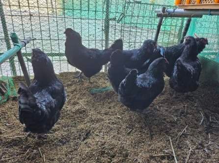 귤4853님의 장터 판매 상품 [유정란/종란] 첨부 사진