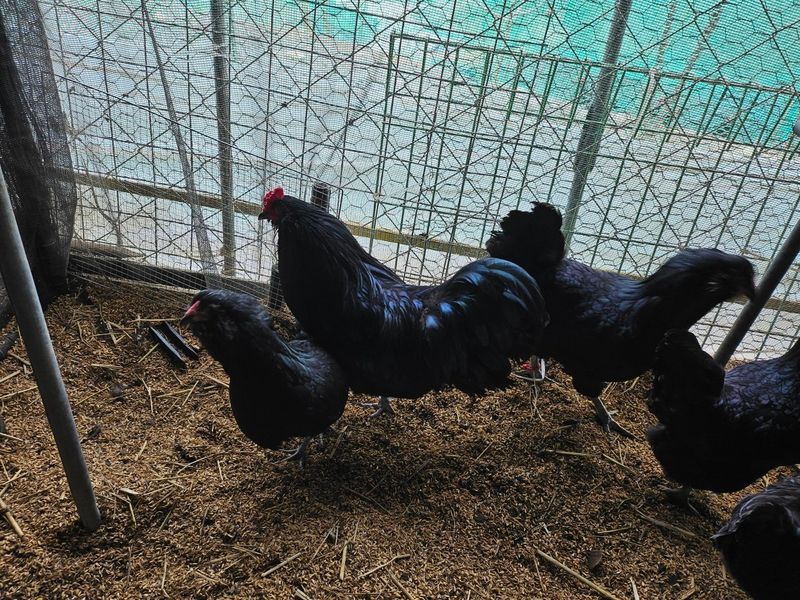 귤4853님의 장터 판매 상품 [유정란/종란] 첨부 사진