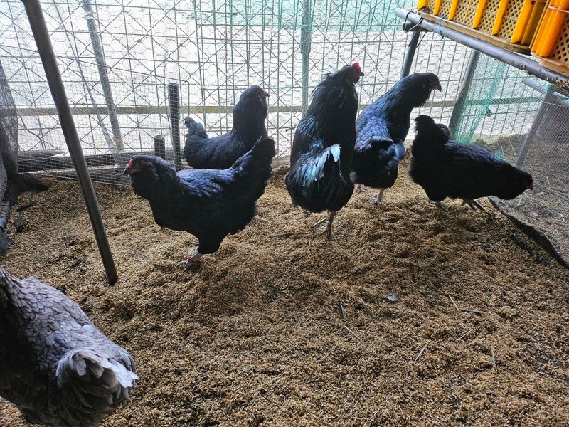 귤4853님의 장터 판매 상품 [유정란/종란] 첨부 사진