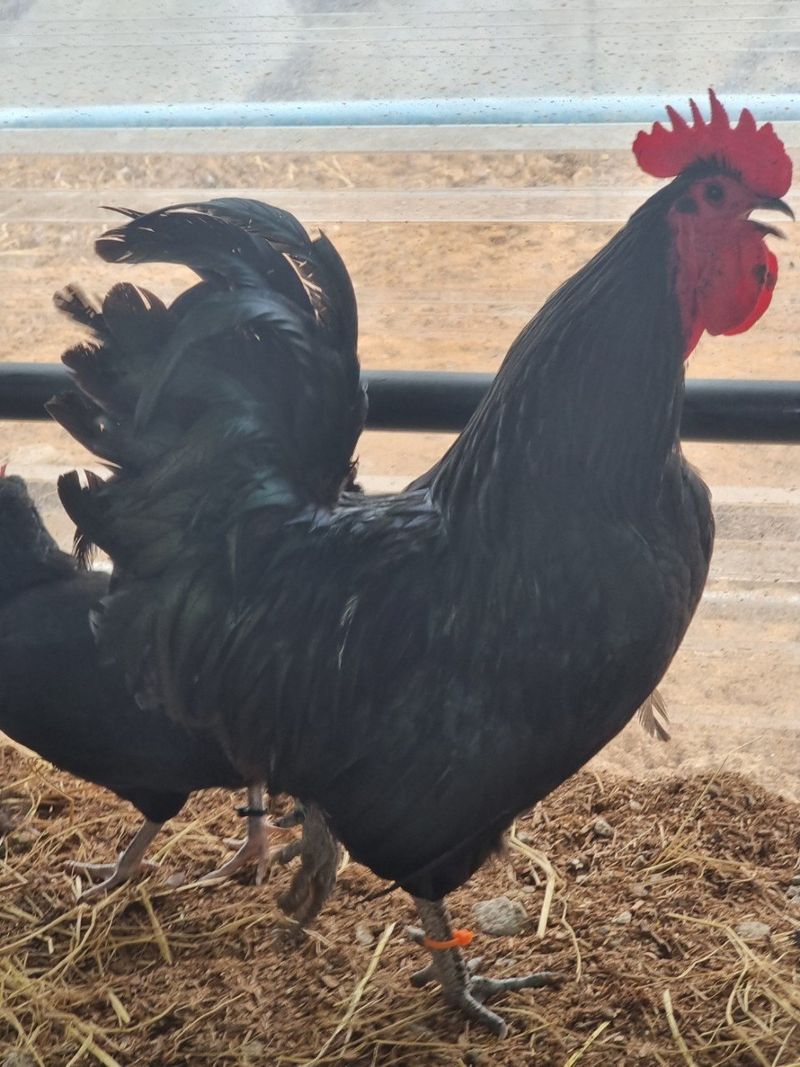 귤4853님의 장터 판매 상품 [유정란/종란] 첨부 사진