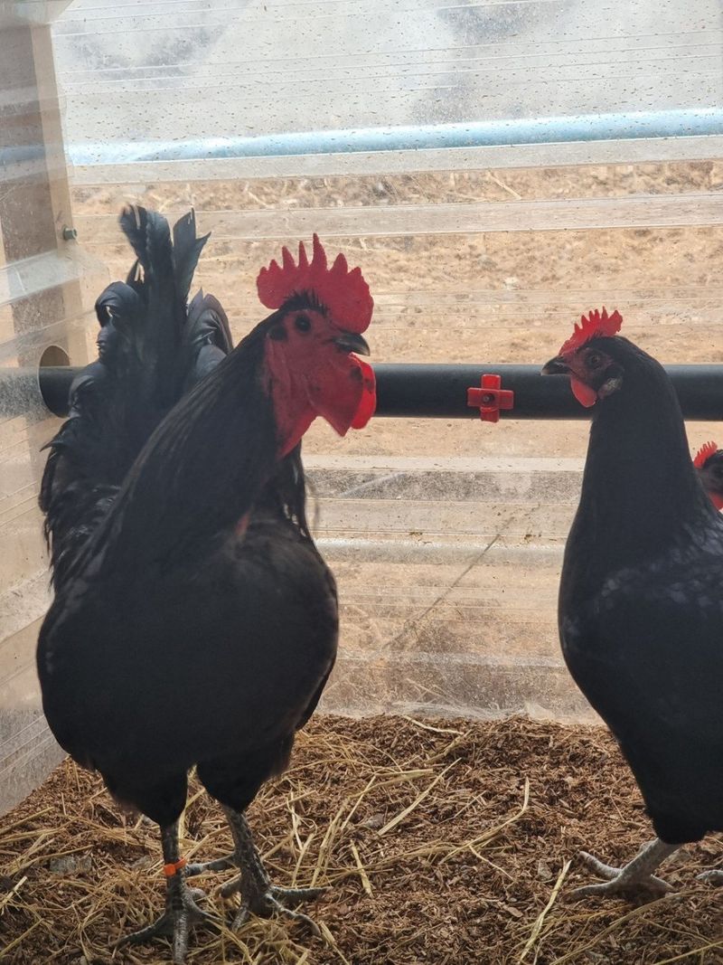 귤4853님의 장터 판매 상품 [유정란/종란] 첨부 사진