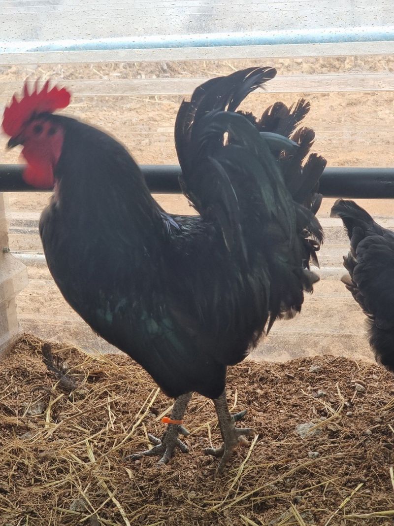 귤4853님의 장터 판매 상품 [유정란/종란] 첨부 사진