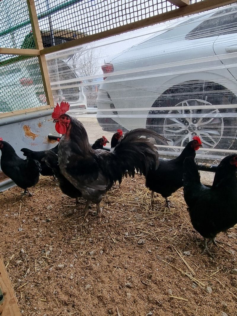 귤4853님의 장터 판매 상품 [유정란/종란] 첨부 사진