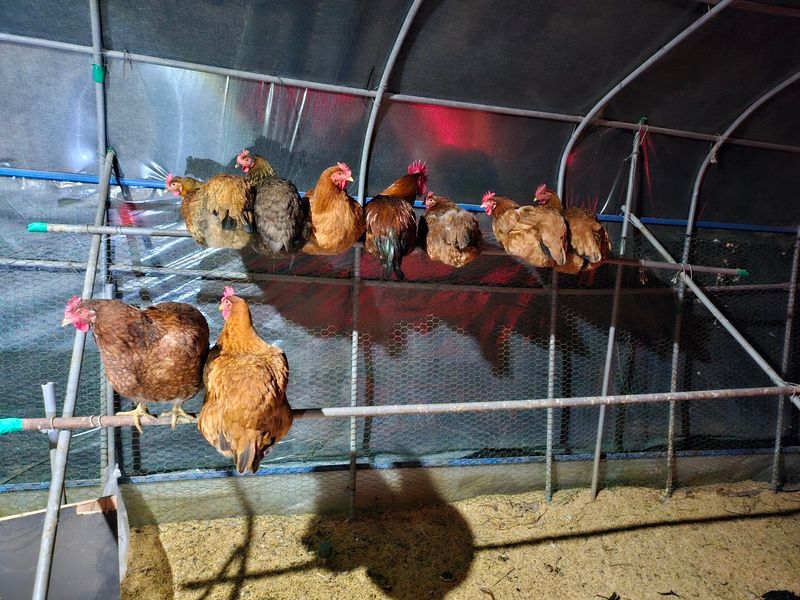 귤4853님의 장터 판매 상품 [유정란/종란] 첨부 사진