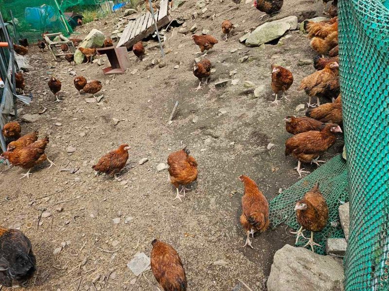 귤4853님의 장터 판매 상품 [유정란/종란] 첨부 사진