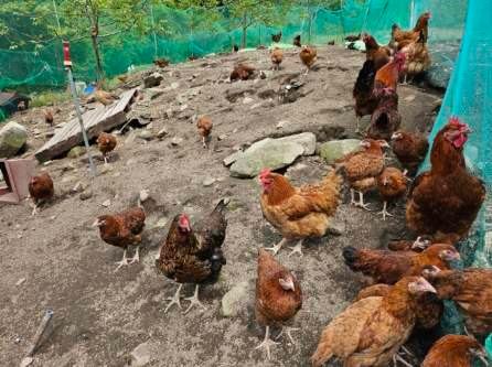 귤4853님의 장터 판매 상품 [유정란/종란] 첨부 사진