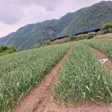 팜모닝 5월 농사계획 공유하기·참여글 게시글 이미지