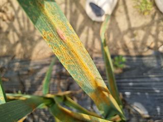 들꽃농장님의 마늘 · 영농일지 작성글 사진