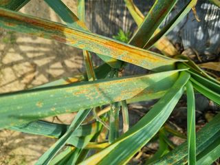 들꽃농장님의 마늘 · 영농일지 작성글 사진