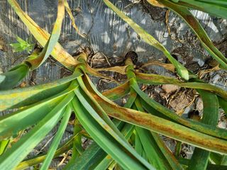 들꽃농장님의 마늘 · 영농일지 작성글 사진