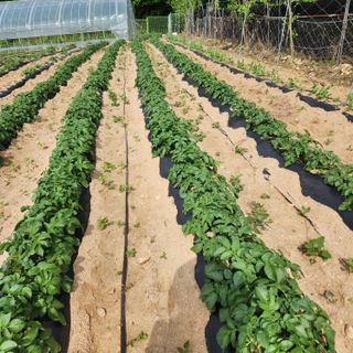 회사원&초보농사꾼님의 자유주제 · 자유게시판 작성글 사진