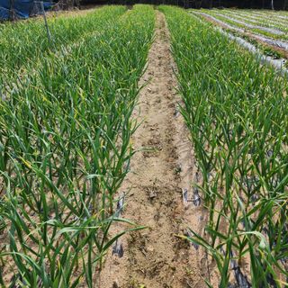 회사원&초보농사꾼님의 자유주제 · 자유게시판 작성글 사진