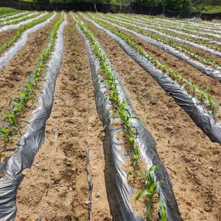 회사원&초보농사꾼님의 자유주제 · 자유게시판 작성글 사진