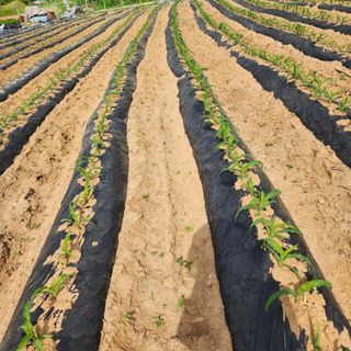 회사원&초보농사꾼님의 자유주제 · 자유게시판 작성글 사진