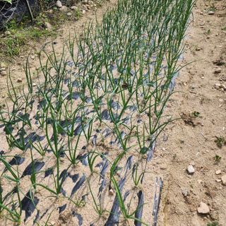 회사원&초보농사꾼님의 자유주제 · 자유게시판 작성글 사진