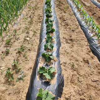 회사원&초보농사꾼님의 자유주제 · 자유게시판 작성글 사진