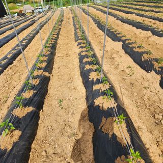 회사원&초보농사꾼님의 자유주제 · 자유게시판 작성글 사진