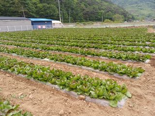 김기옥님의 5월 농사계획 공유하기 · 참여글 작성글 사진