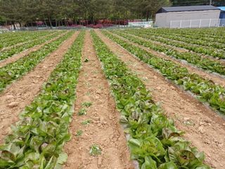 김기옥님의 5월 농사계획 공유하기 · 참여글 작성글 사진