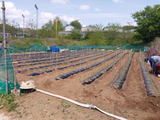 해안로님의 고추 · 영농일지 작성글 사진