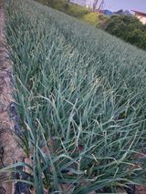 팜모닝 마늘·영농일지 게시글 이미지