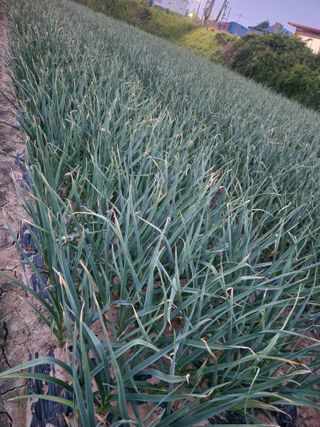 최승일님의 마늘 · 영농일지 작성글 사진