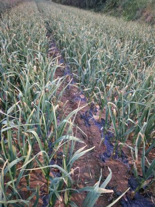 최승일님의 마늘 · 영농일지 작성글 사진