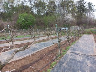 정순유님의 기타작물 · 영농일지 작성글 사진