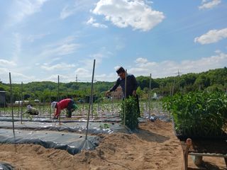 정순유님의 기타작물 · 영농일지 작성글 사진