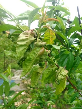 임곡농장김향중님의 복숭아 · 병해충상담 작성글 사진