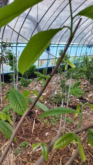 포포나무=항암나무님의 자유주제 · 자유게시판 작성글 사진