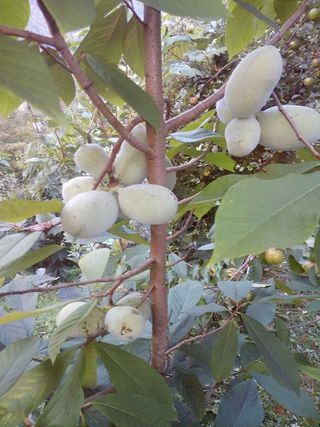 포포나무=항암나무님의 자유주제 · 자유게시판 작성글 사진