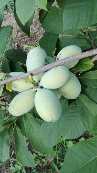 포포나무=항암나무님의 자유주제 · 자유게시판 작성글 사진