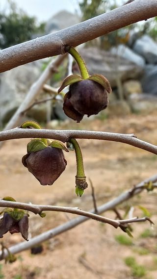 포포나무=항암나무님의 자유주제 · 자유게시판 작성글 사진