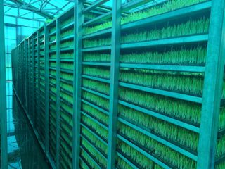 백진주님의 벼 · 영농일지 작성글 사진