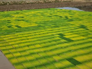 백진주님의 벼 · 영농일지 작성글 사진