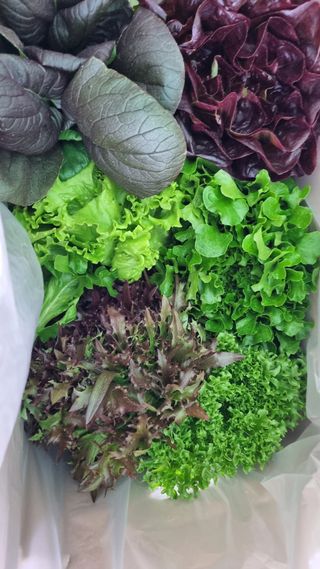 채영숙 님의 작성글 사진