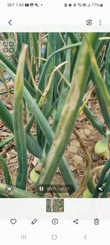 팜모닝 양파·병해충상담 게시글 이미지