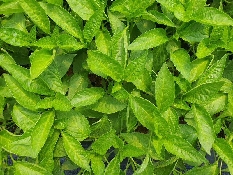 정권옥님의 장터 판매 상품 [당뇨와 다이어트에 효능있는 기능성고추 원기2호 고추모종] 첨부 사진