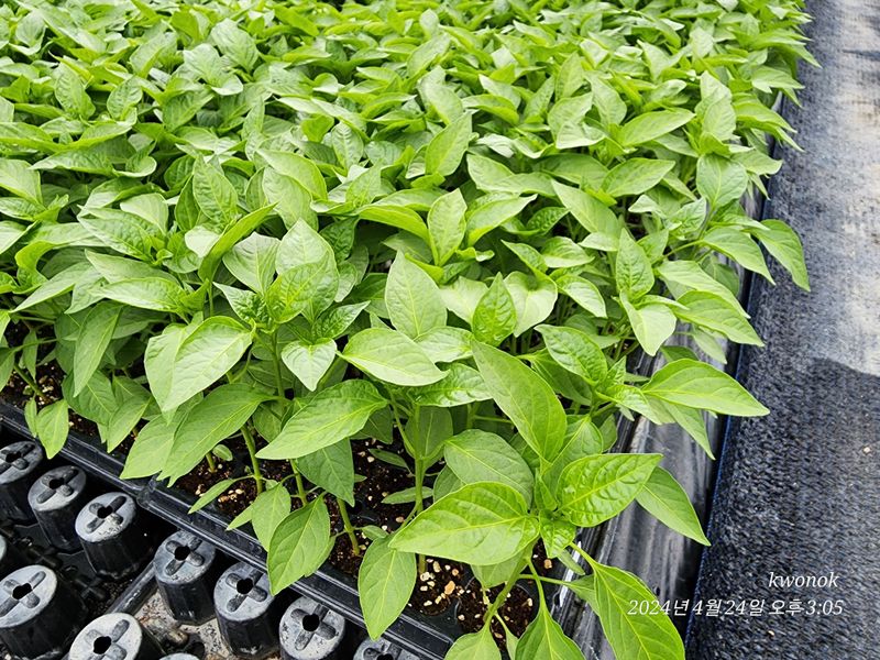 정권옥님의 장터 판매 상품 [당뇨와 다이어트에 효능있는 기능성고추 원기2호 고추모종] 첨부 사진