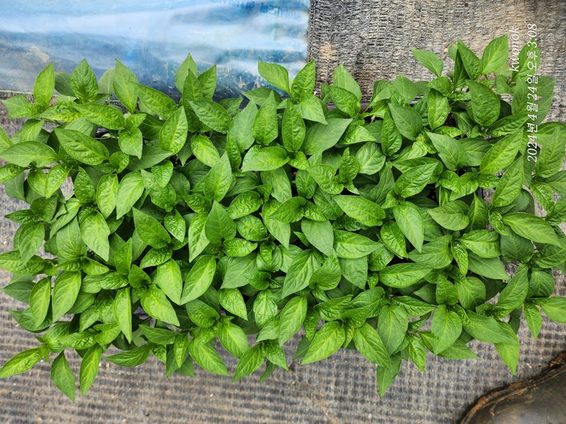 정권옥님의 장터 판매 상품 [당뇨와 다이어트에 효능있는 기능성고추 원기2호 고추모종] 첨부 사진