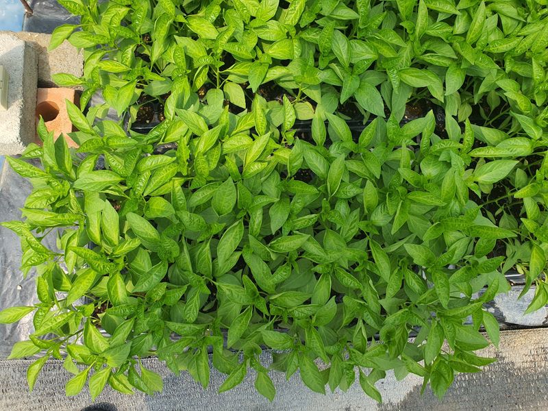 정권옥님의 장터 판매 상품 [당뇨와 다이어트에 효능있는 기능성고추 원기2호 고추모종] 첨부 사진