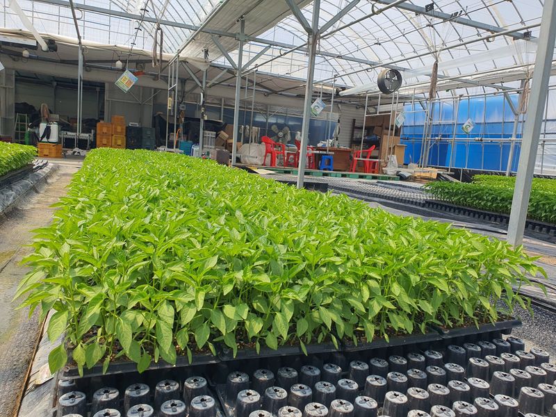 정권옥님의 장터 판매 상품 [당뇨와 다이어트에 효능있는 기능성고추 원기2호 고추모종] 첨부 사진