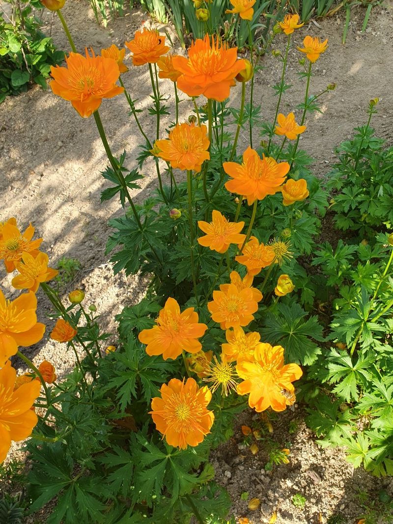 장터 상품 [백두산큰금매화 개화주(3년생) 4치포트] 썸네일