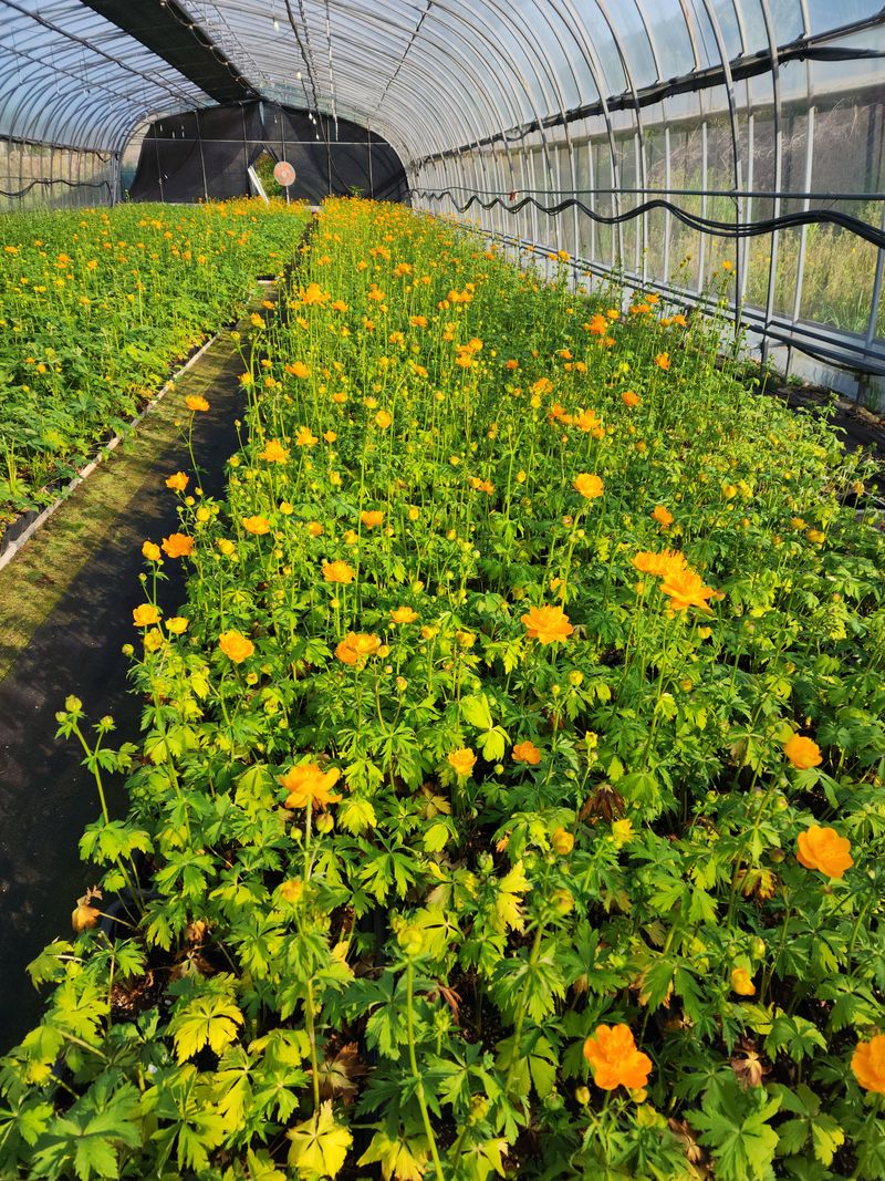 김제일님의 장터 판매 상품 [백두산큰금매화 개화주(3년생) 4치포트] 첨부 사진