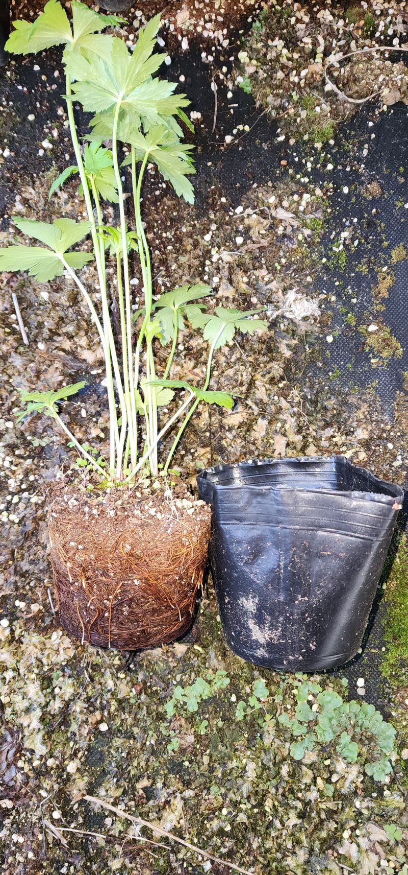 김제일님의 장터 판매 상품 [백두산큰금매화 개화주(3년생) 4치포트] 첨부 사진