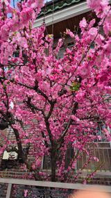 팜모닝 참깨·영농일지 게시글 이미지