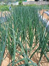 팜모닝 자유주제·자유게시판 게시글 이미지