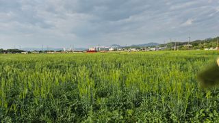 일개미의일상님의 참깨 · 영농일지 작성글 사진