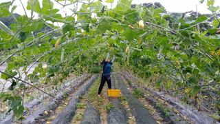 김진숙님의 5월 농사계획 공유하기 · 참여글 작성글 사진